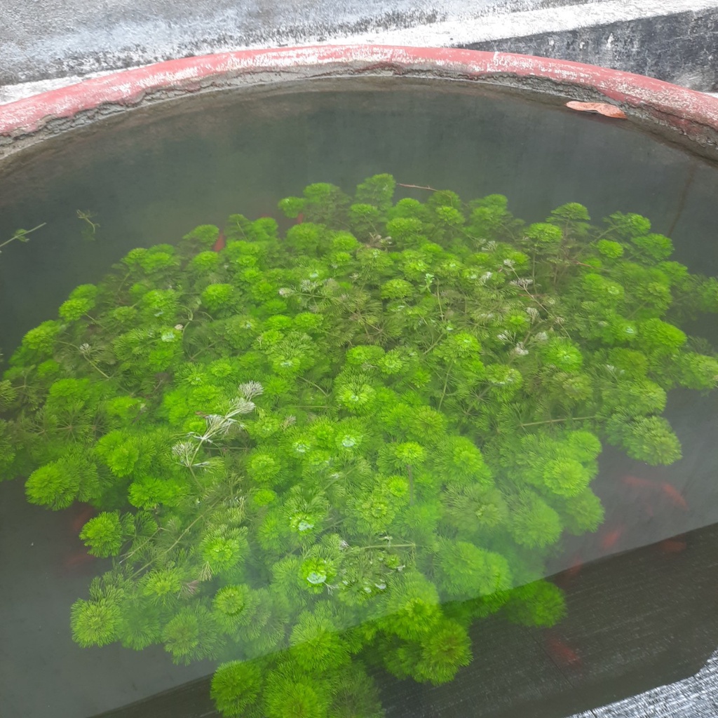 35 CÂY Rong Tiểu Bảo Tháp