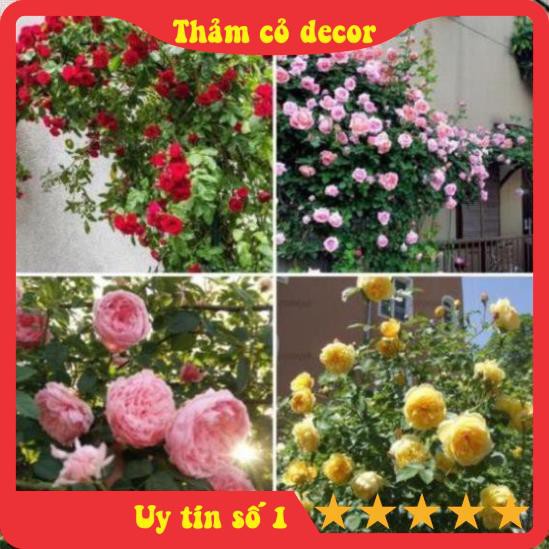 Dây Hoa Hồng Leo Giả, hoa hồng giả cao cấp dài 1m5, decor tường leo nhà, văn phòng, nhà hàng, sự kiện