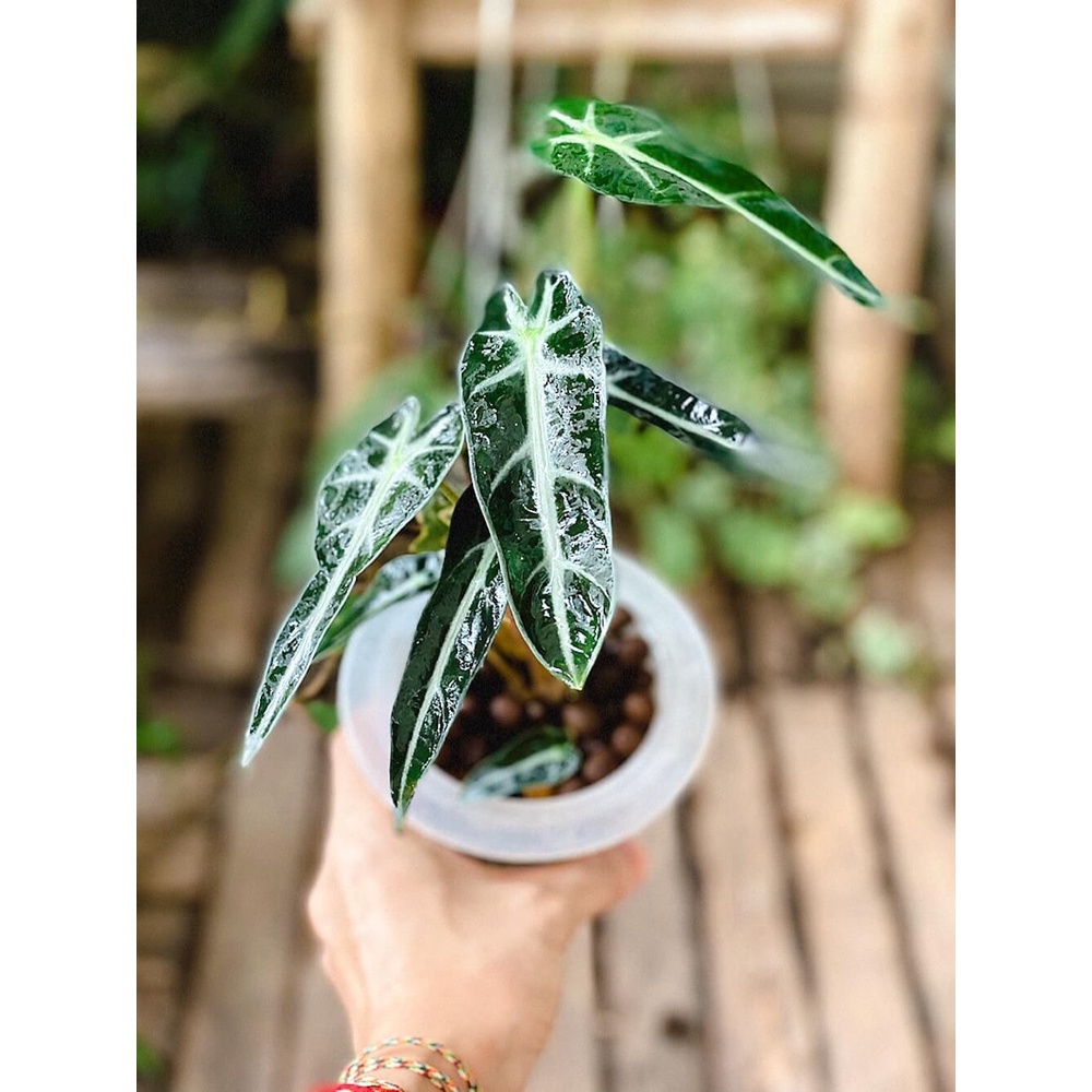 Cây Alocasia Bambino Narrow Leaf (Môn Quan Âm Bambino Lá Hẹp) Chậu thuỷ sinh 2 lớp không cần tưới