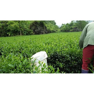 [FREESHIP 99K TOÀN QUỐC] THANH LÍ NỐT 5KG CHÈ THÁI NGUYÊN