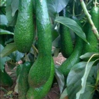 cây giống bơ 034