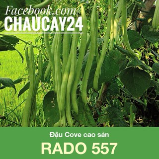 Hạt Giống Đậu Cove (20gr) Cao sản, Sai Trái, ra quả nhiều