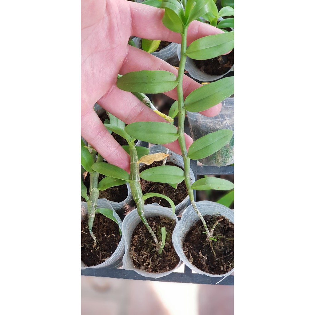 DÃ HẠC CHỚP MỸ HÀNG GIỐNG