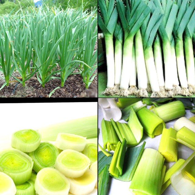 Hạt giống tỏi tây KHỔNG LỒ , gói 50 hạt(SHOP UY TÍN)