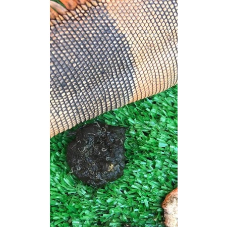 Sổ giun sán cấp tốc cho bò sát