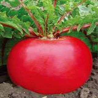 Hạt giống củ cải đỏ khổng lồ gói 10 hạt