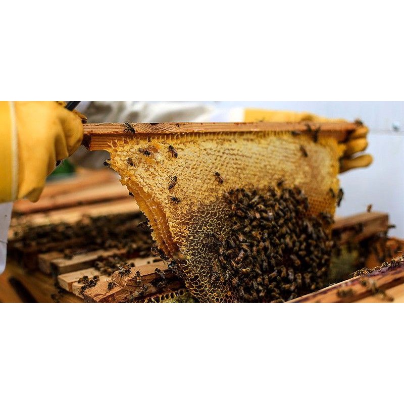 [GIẢM 10%] COMBO Tinh bột nghệ + Mật ong nguyên chất - chất lượng cho sức khỏe & sắc đẹp