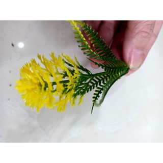 cỏ ký- điểm chôm chôm