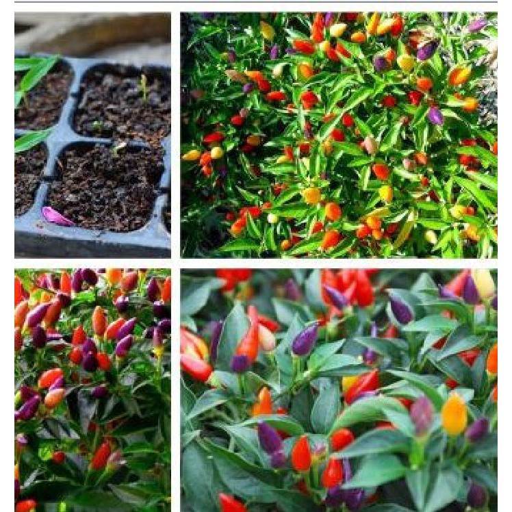 Hạt giống ớt ngũ sắc  gói 30 hạt