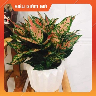 Cây phú quý - vạn lộc