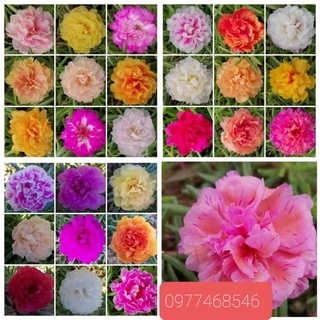 [ Đột biến] 10 Cành mười giờ Thái kép và đơn màu mới, đột biến