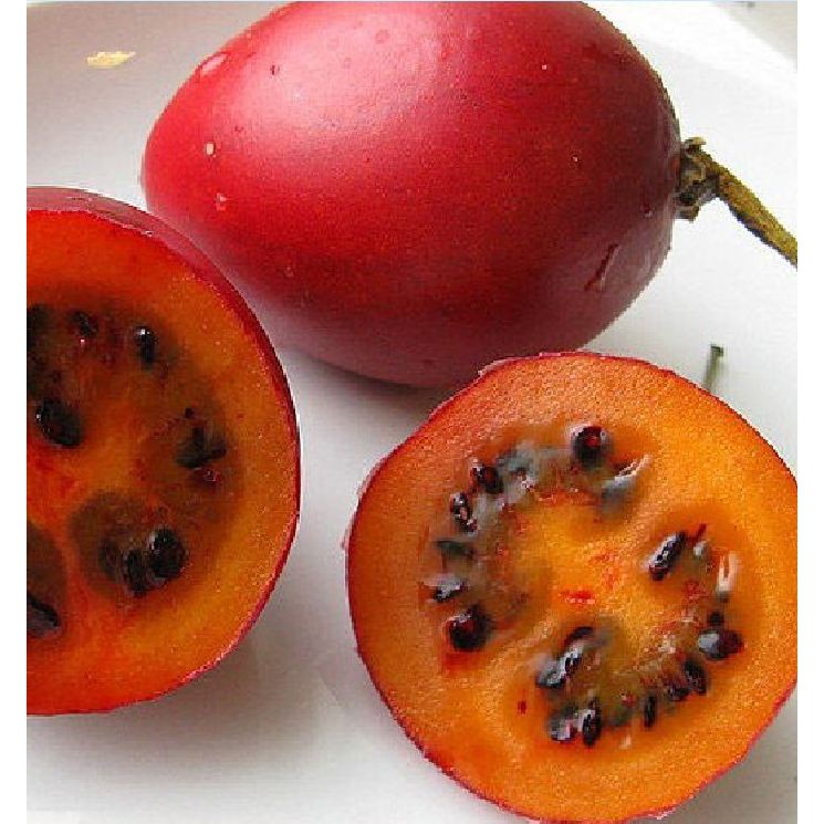 Bộ hạt giống cà chua thân gỗ ( 1 gói hạt 10 hạt  + 1 gói kích thích hạt + 3 viên nén ươm hạt )
