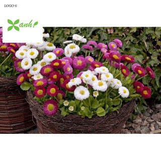Hạt giống cúc Daisy mix hạt giống hoa cúc anh nhiều màu