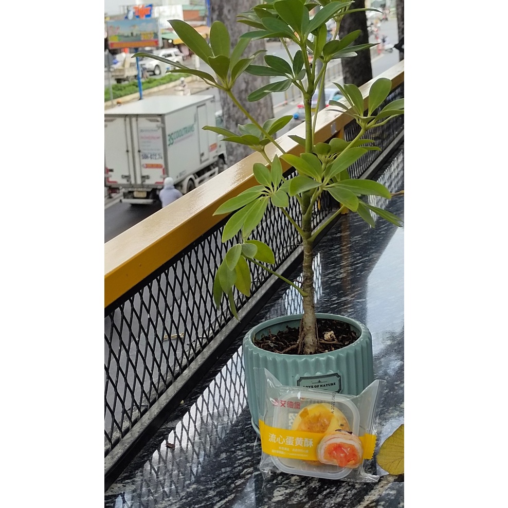 Bánh nhân trứng muối tan chảy, thơm ngon