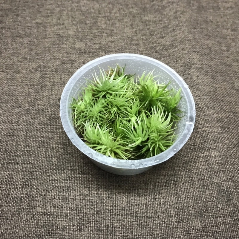 Hộp rêu Giganteum  kích thước 6,8cmx3cm