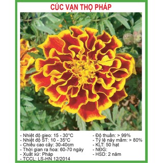 Hạt giống Hoa Cúc Vạn Thọ Pháp 50 Hạt/ Gói