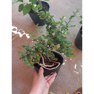 Cây sam trái bonsai