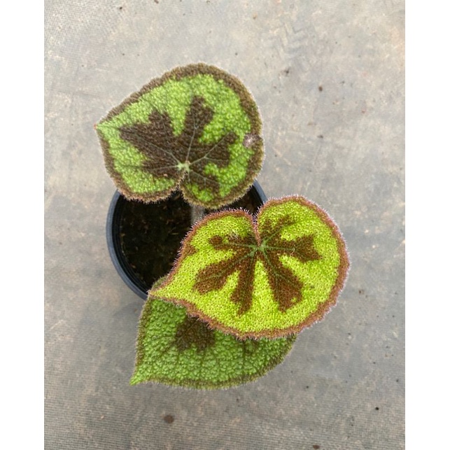 Chậu cứng Begonia Masosiana