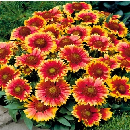 HẠT GIỐNG HOA CÚC CÔNG CHÚA Hoa Chăn Gaillardia  Hạt Đẹp Tươi Sáng Hoa Cắt Lớn