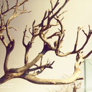 Nhánh san trắng mini còn vỏ - lũa biotop