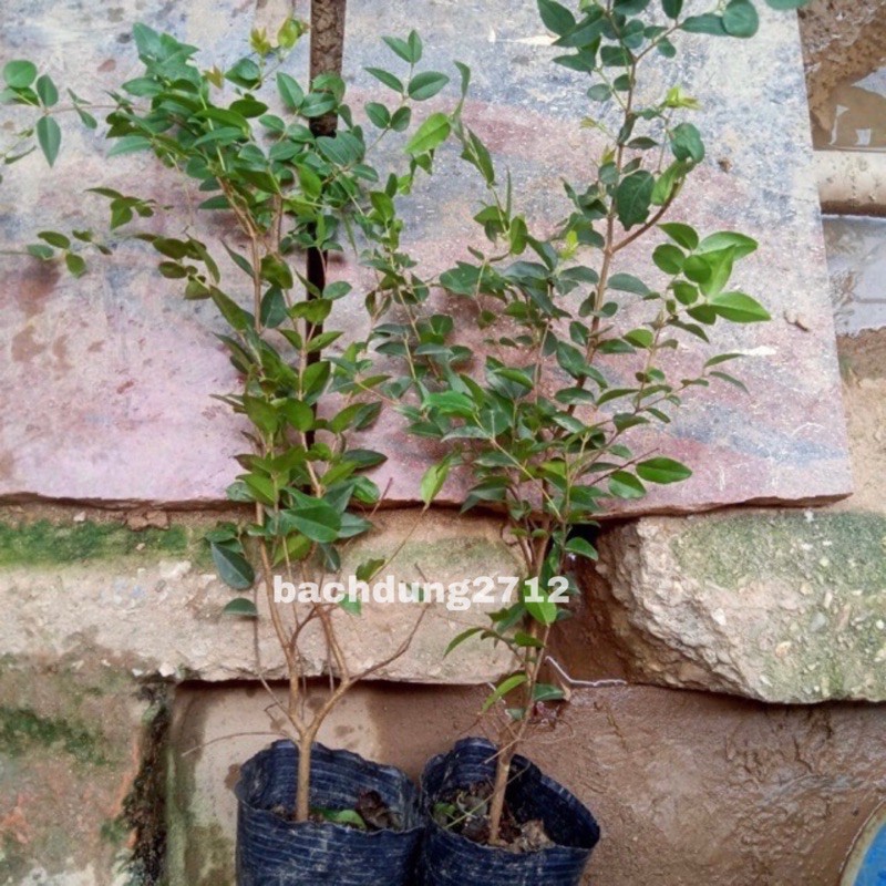 Combo 10 cây nho thân gỗ