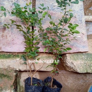 Combo 10 cây nho thân gỗ