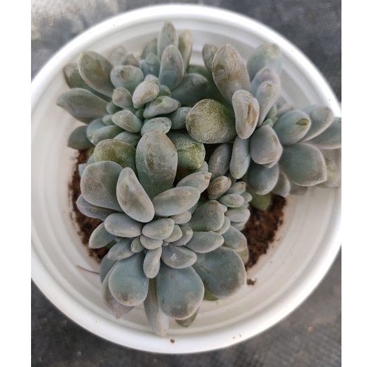 Sen đá GIỌT LỆ - Size trung - Vườn Đà Lạt