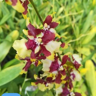 Combo 2 Chậu Vũ Nữ Hoa Thơm 3 Màu (2 Lọai Hoa)