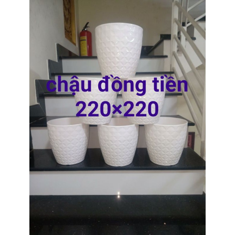 combo 2 chậu kim tiền 21x22cm