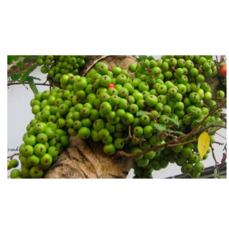 500gr Quả sung khô thái lát hàng chuẩn loại 1