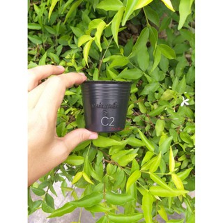 100 Chậu nhựa đen C2