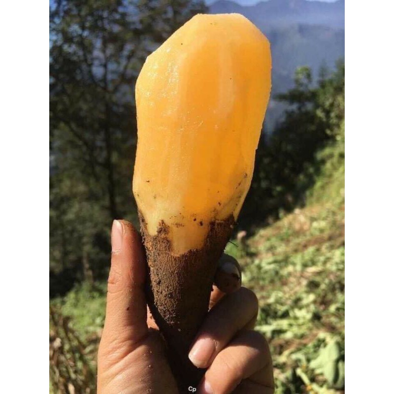 khoai sâm 3kg( còn hàng)