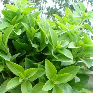 Hạt giống cỏ ngọt