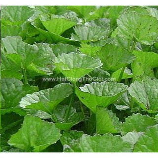 Combo 02 Gói Hạt Giống Rau Má Lá Nhỏ (A1.207| Z2*V44*M150) Gói 1 gram