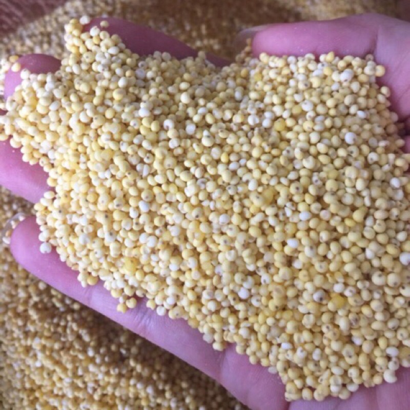 Kê nếp nghệ an 1kg hàng chuẩn