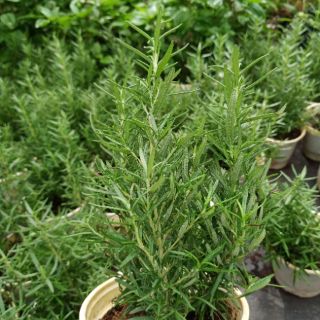 Cây hương thảo - Rosemary (cây lớn)