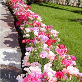 Hạt Giống Hoa Hồng Xuân Mix _ 50 Hạt