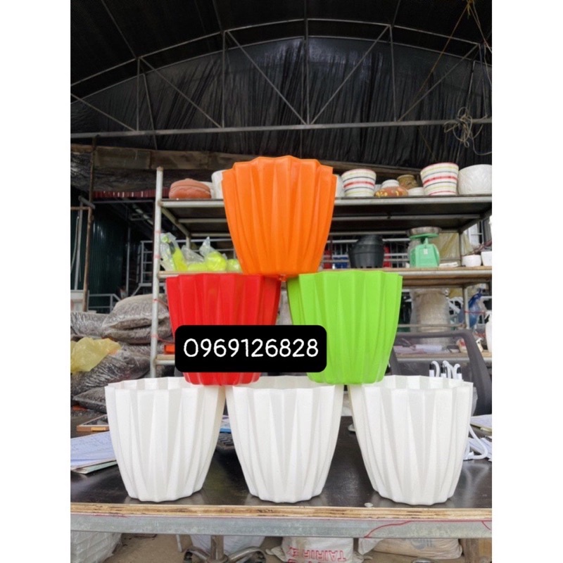 Chậu múi khế để bàn không đĩa hàng dày đẹp ảnh thật
