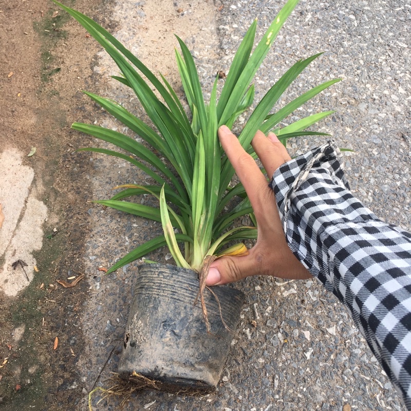 Cây Lá Nếp (Cây Dứa Thơm,Cơm Nếp) Dùng Làm Gia Vị,Hãm Trà (Hàng bầu đen,Cây Xum)