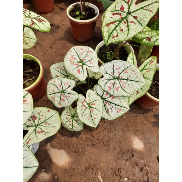 Chậu cây Caladium Strawberry Star - Môn Kem Dâu Tây