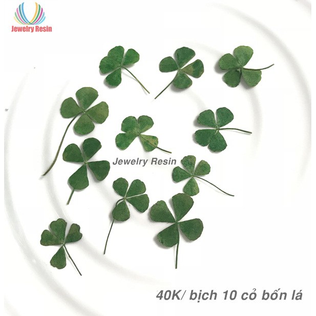 Cỏ Bốn Lá Thật