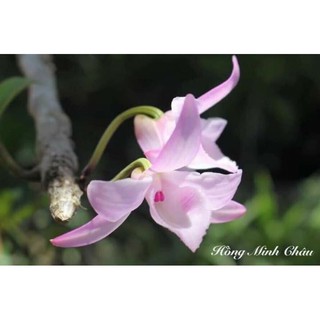 [HỒNG MINH CHÂU]  kie từ cây HMC gieo hạt ( hàng kie rời không chậu , không giá thể )