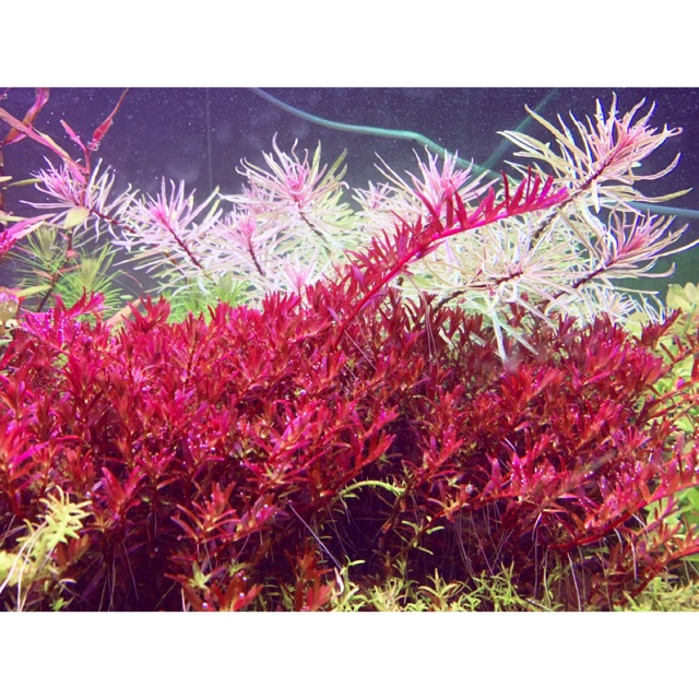 combo 5 chậu rotala colorata 80K
