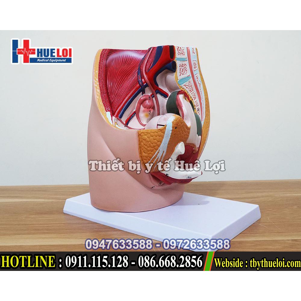 Mô hình giải phẫu bộ phận sinh dục nữ