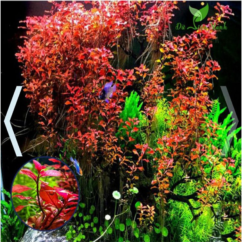 Cây thủy sinh Tân Đế Tài Hồng trồng nền - dán bonsai - dán đá lũa