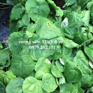 Lá sương sâm khô 200g