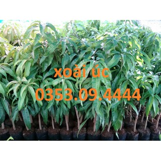 Cây giống xoài úc chuẩn ĐH Nông Nghiệp 1