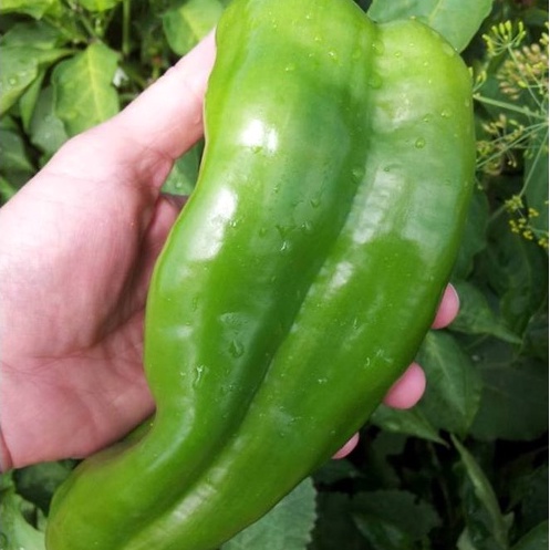ỚT NGỌT KHỔNG LỒ ETO