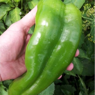 ỚT NGỌT KHỔNG LỒ ETO