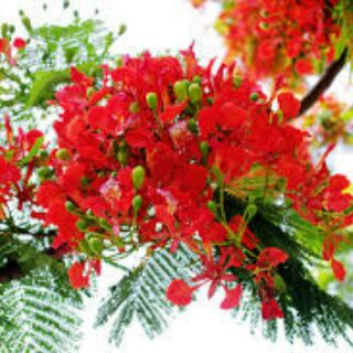 bầu cây phượng vĩ ,cây đẹp.